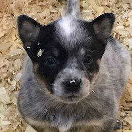 Australian Cattle Dog Puppies from RnB Cattle Dogs