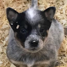 Australian Cattle Dog Puppies from RnB Cattle Dogs