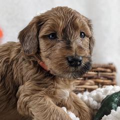 Cavapoo and Whoodle Puppies from Gardner Lane Puppies