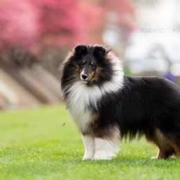 Sig “IntCH Asgards one in the chamber” - Shetland Sheepdog puppy in Elk, Washington from Asgard Shetland Sheepdogs