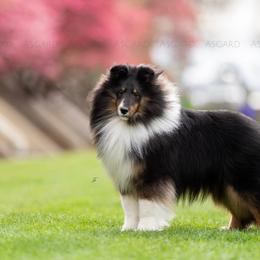 Sig “IntCH Asgards one in the chamber” - Shetland Sheepdog puppy in Elk, Washington from Asgard Shetland Sheepdogs