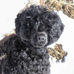 Onion - Portuguese Water Dog