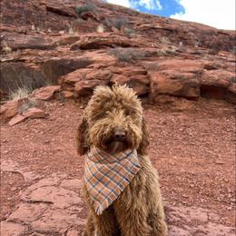 Aussiedoodle and Goldendoodle Puppies from Garside Doodles