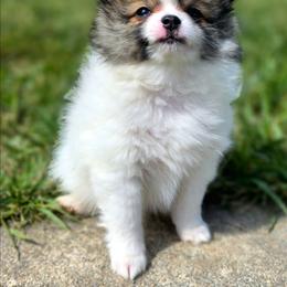 Boy 1 - Cream sable parti male Pomeranian puppy in Davenport, Washington from Lovely Ladies and Little Asses Miniature Equines (L3A Pomeranians & Papillons)