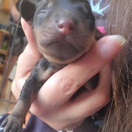 Leo - Black and tan male Dachshund puppy in Tucson, Arizona from Luna May's daschunds