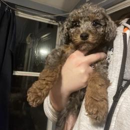 Misty - Merle female Goldendoodle puppy in Maineville, Ohio from Danielle's Doodles