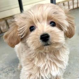 Micah - Cream male Poodle puppy in Hephzibah ( Richmond County ), Georgia from Healing Pawz LLC