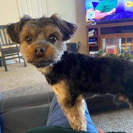 Bean - Black and tan male Yorkshire Terrier puppy in Lascassas, Tennessee from Amanda's Yorkies