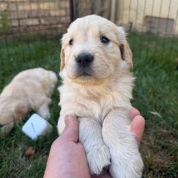 Girl pup - Light golden female Golden Retriever puppy in San Jacinto, California from Golden Retriever Puppy Bliss