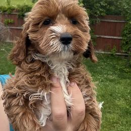 Riesling - Red female Cockapoo puppy in Connersville, Indiana from MoonShine Babies