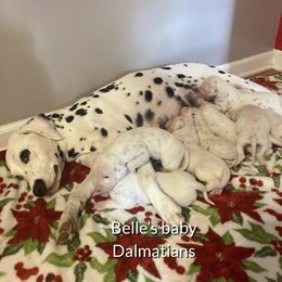 Belle - Dalmatian