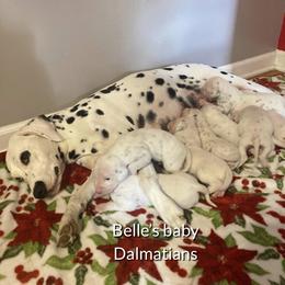 Belle - Dalmatian