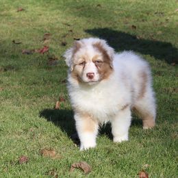 Australian Shepherd Puppies from Bellamist Aussies