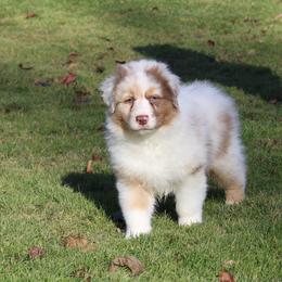 Australian Shepherd Puppies from Bellamist Aussies
