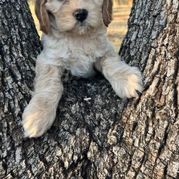 Cavapoo, Cockapoo, Goldendoodle, and Poodle Puppies from Lipscomb Doodles