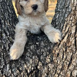 Cavapoo, Cockapoo, Goldendoodle, and Poodle Puppies from Lipscomb Doodles