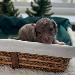 Lucy - White and red merle female Bordoodle puppy in Valley Center, California from Circle R Valley Bordoodls