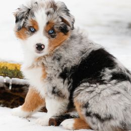 Miniature American Shepherd Puppies from Stones River Mini American Shepherds