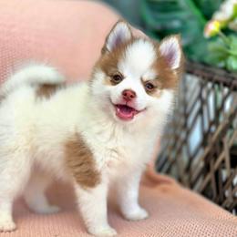 Florian - Red and white male Pomsky puppy in Princeton, Minnesota from Bluebird House of Pomsky