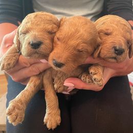 Golden Retriever and Poodle Puppies from Wrights Mountain Goldens