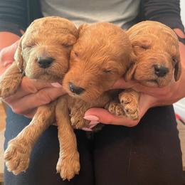 Golden Retriever and Poodle Puppies from Wrights Mountain Goldens