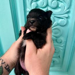 Rachel - Black female Pomeranian puppy in Springfield, Missouri from Hope Mountain Pomeranians