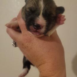 Sonny - Sable male Pembroke Welsh Corgi puppy in Montague, California from Shasta Valley Pembrokes