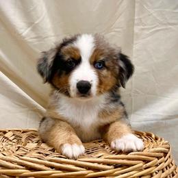 Vivy (With Natural Tail) - Blue merle female Miniature Australian Shepherd puppy in Liberty, South Carolina from Alexander Canines