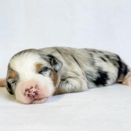 Sugar - Blue merle female Aussiedoodle puppy in Sharpsburg, Georgia from Steindoodles