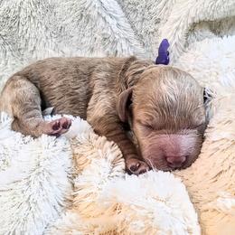 Beau - Apricot male Cavapoo puppy in Gunnison, Utah from Curls and Camo Pups