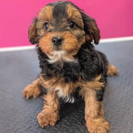 Champagne - Black and tan male Yorkipoo puppy in Coshocton, Ohio from Forever Family Puppies