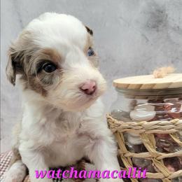 Watchamacallit - Red merle female Aussiedoodle puppy in Boonville, North Carolina from Branch Creek kennels