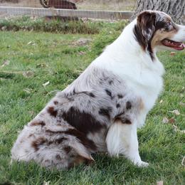 Australian Shepherds from Lost Creek Aussies