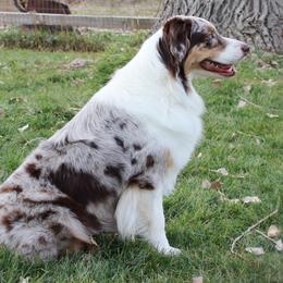 Australian Shepherds from Lost Creek Aussies