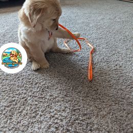 Golden Retriever Puppies from Splish Splash Goldens LLC