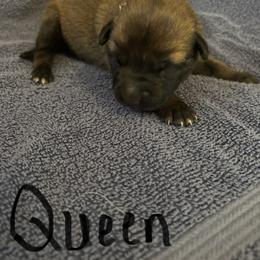Girl 4 - Fawn female Belgian Malinois puppy in Alger, Michigan from Aspen’s Edge Kennel
