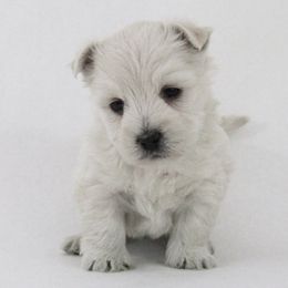 West Highland White Terrier Puppies from The West Acres