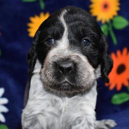 Dolly - Black and white female English Springer Spaniel puppy in Chapmansboro, Tennessee from Balthrop Bend Farms