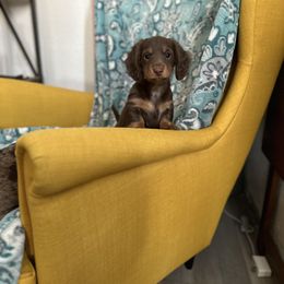 Thira - Chocolate and cream Dachshund puppy in Sacramento, California from El Dachshunds