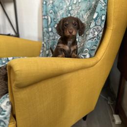 Thira - Chocolate and cream Dachshund puppy in Sacramento, California from El Dachshunds