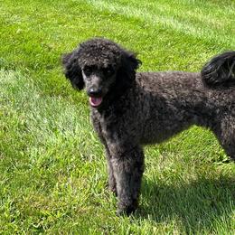 Izzy - Silver female Poodle puppy in Martinsville, Indiana from Stonewick Poodles