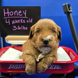 Honey - Red  female Goldendoodle puppy in Summerville, South Carolina from Channys Doodles