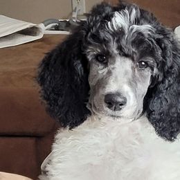 Reba - Parti Poodle puppy in Kronenwetter, Wisconsin from Amanda's Poodles