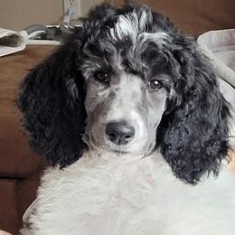 Reba - Parti Poodle puppy in Kronenwetter, Wisconsin from Amanda's Poodles