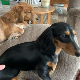 Mary - Dachshund