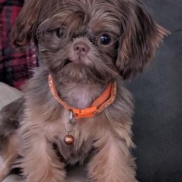 Harper - Shih Tzu