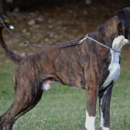 Boxers from Euro-Prime Boxers