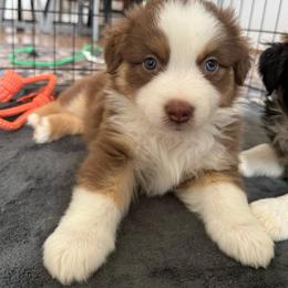 Stone - Red tri-color male Miniature American Shepherd puppy in Phoenix, Arizona from Outlaw Minis