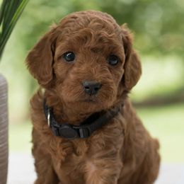 Goldendoodles from Copper Oaks Goldendoodles