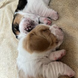 Basset Hound Puppies from Peach Blossom Bassets